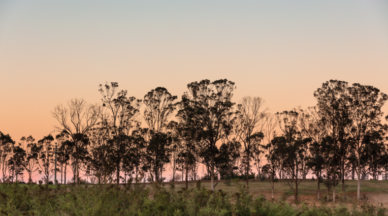 Rural land with trees on horizon